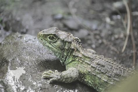 10 Animals With More Than Two Eyes — Forest Wildlife.